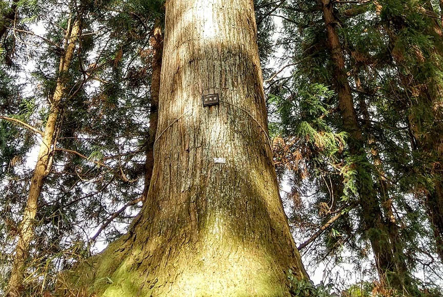 nikko